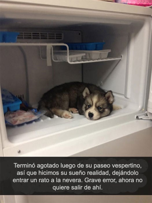 husky refrigerador