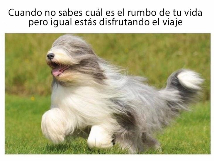 Divertidos y tiernos memes de animalitos que te harán el día