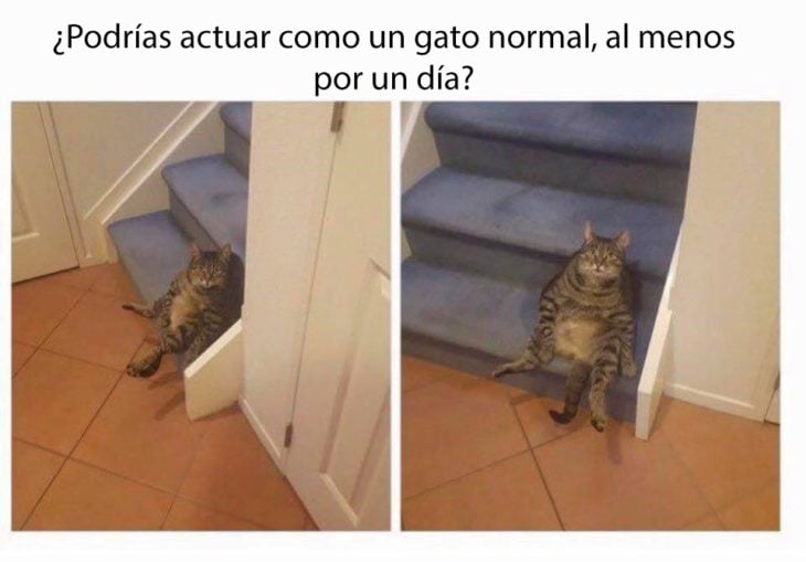 ¿por que no eres un gato normal?