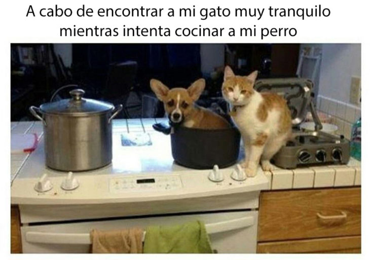 gato malvado