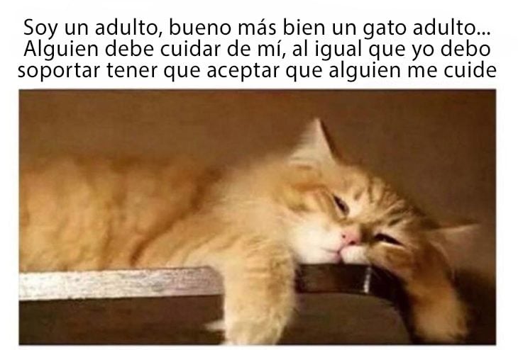 Que complicado es ser un gato