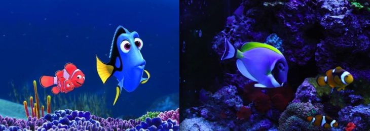 dory y marlín en la vida real