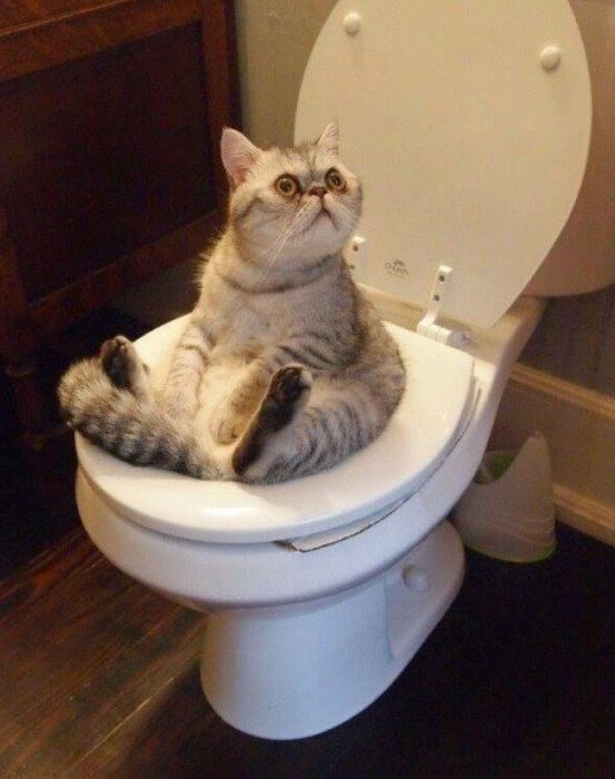 gato en el baño