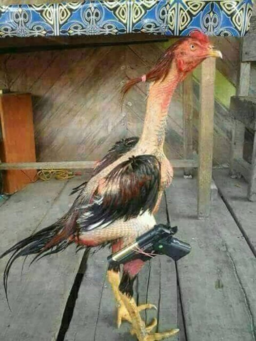 gallo pelón con pistola y coleta