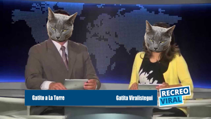 gatos