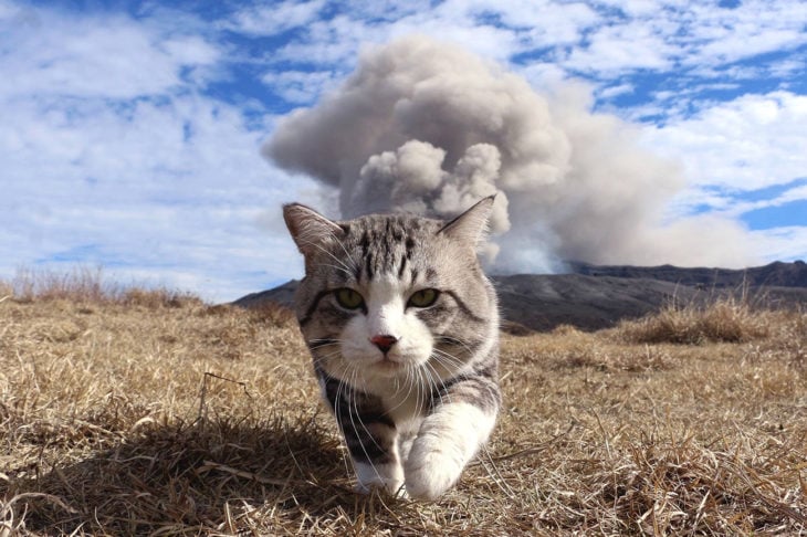 gato camina y atrás se ve una montaña con humo