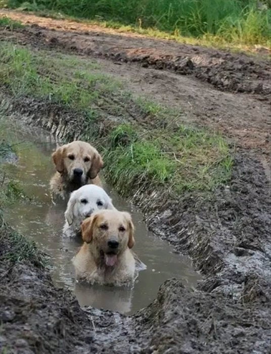 un baño de lodo entre amigos