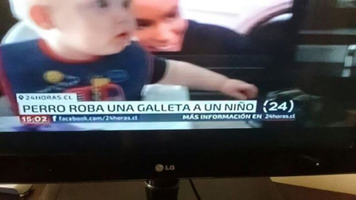 noticia sobre un perro que roba galleta a un niño