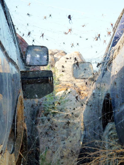 dos camionetas llenos de arañas 