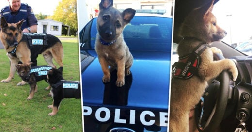 Cover Cachorros de servicio que están listos para su primer día de trabajo