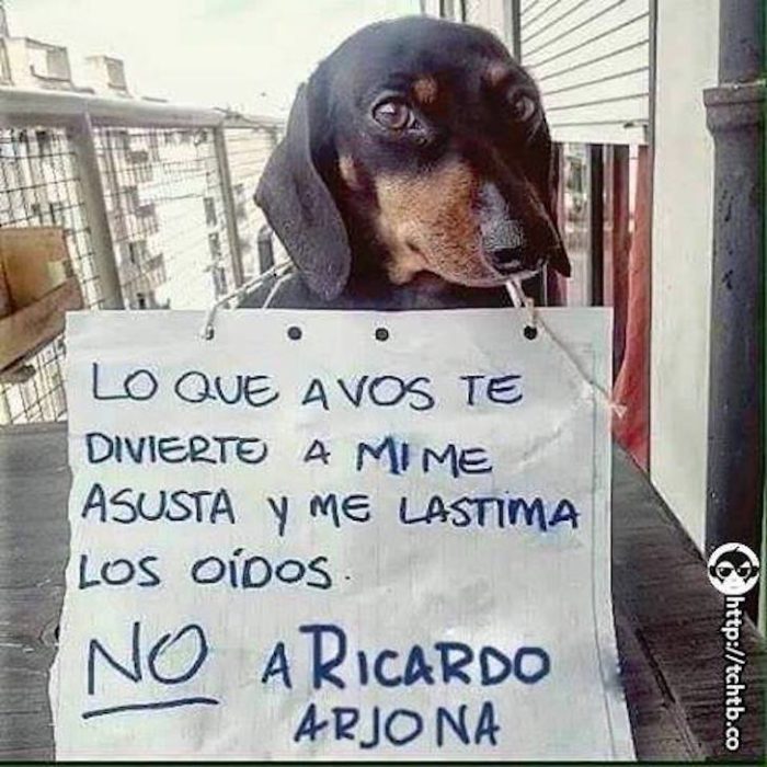 perro protestante