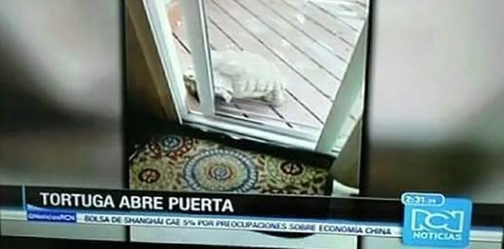 noticia sobre una tortuga que abre la puerta 