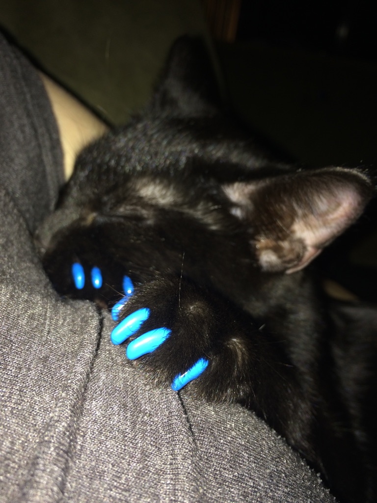 Ногти когти кошки. Кошачий коготь. Кошка на ногтях. Силиконовые насадки на когти. Насадки на когти для кошек.