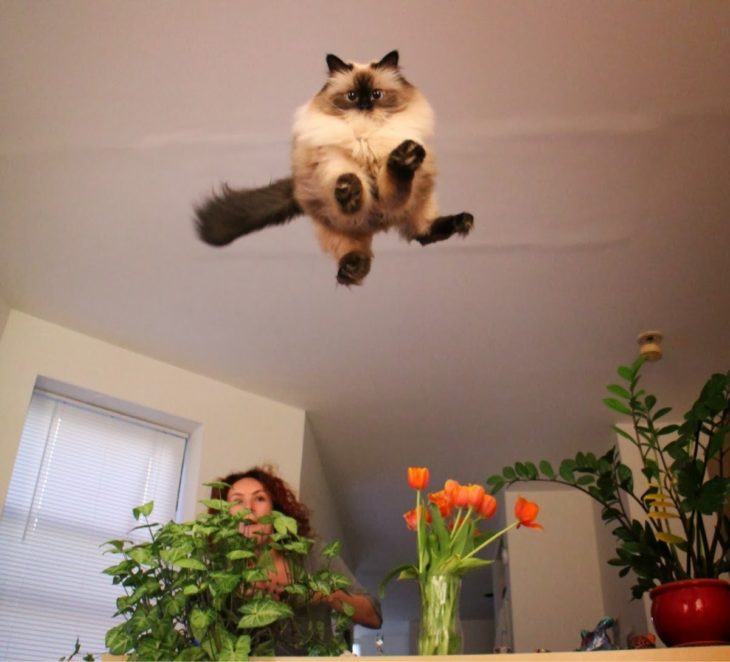 gato volador