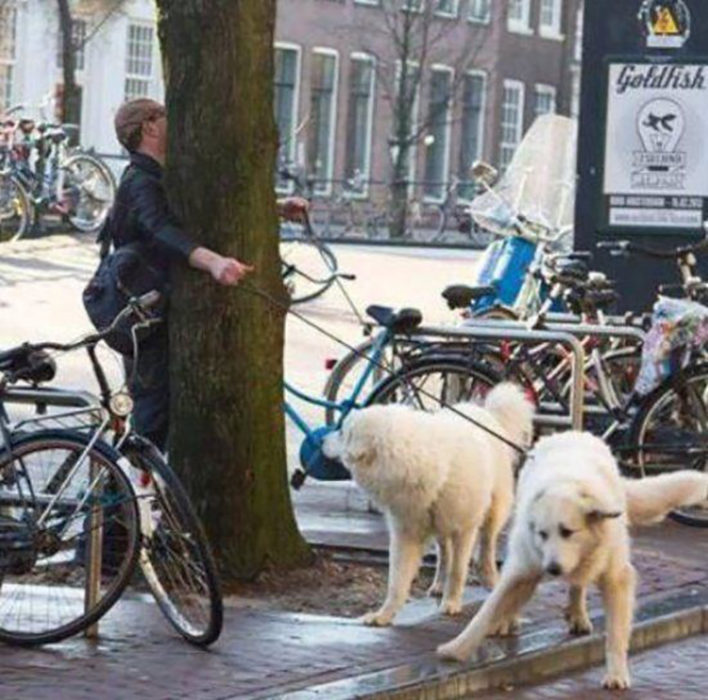 Hombre choca con árbol al salir a pasear con sus perros