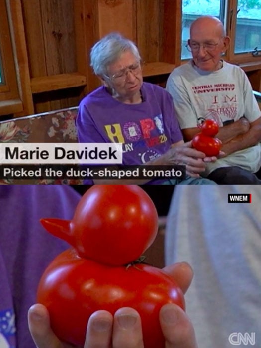 abuelos cuidan pato tomate