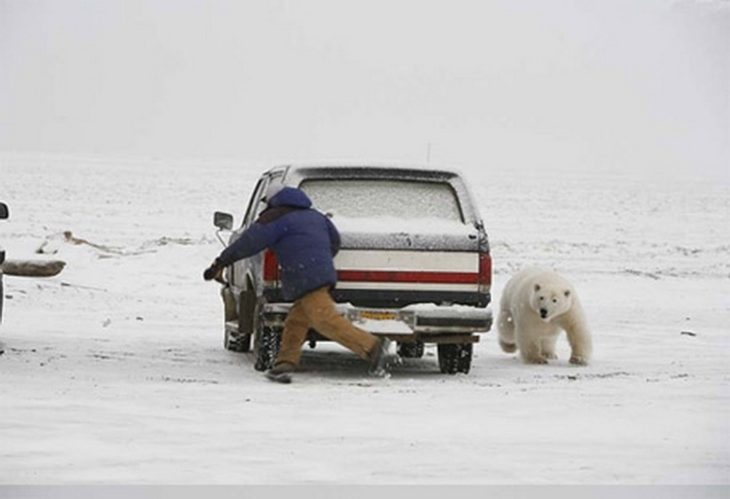 oso polar persiguiendo a hombre