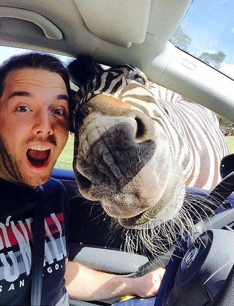 selfie con cebra