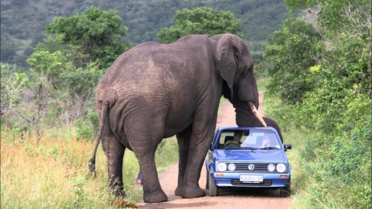 elefante alcanza con su trompa un carro 