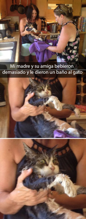 Pobre gato