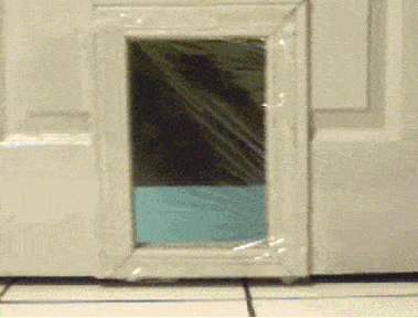 gatito chocando con el plástico transparente