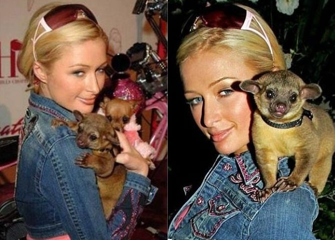 Paris Hilton con kinkajou