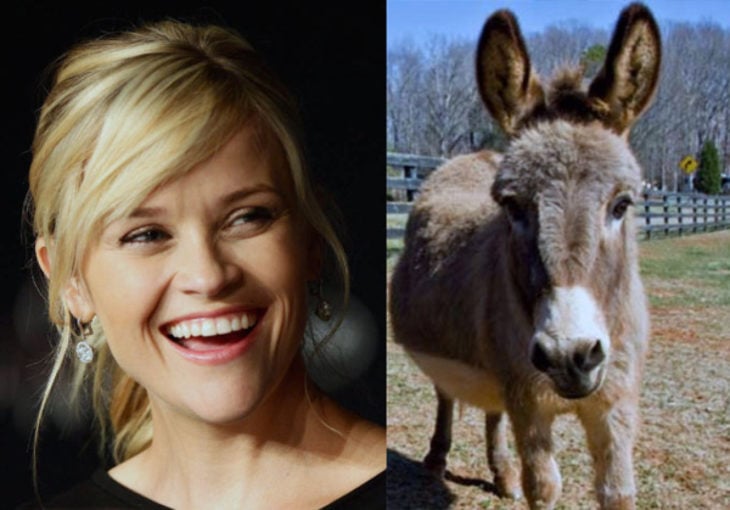 Resse Witherspoon con un burro