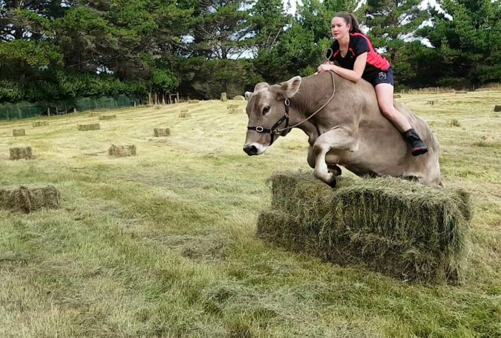 Vaca salta obstáculos mientras chica la cabalga