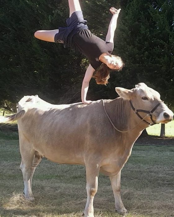 Chica hace acrobacias sobre una vaca