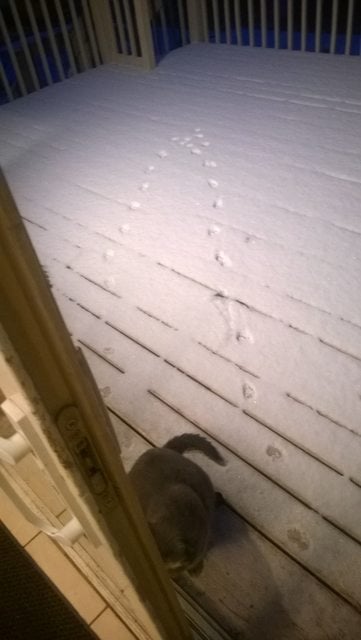 Gato pisadas en la nieve
