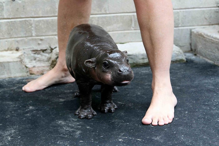 hipopótamo baño piernas humanas