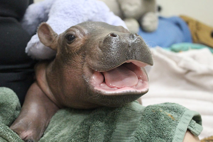 hipopótamo luego de darse un baño