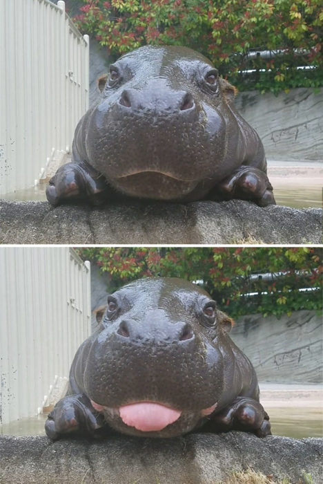 hipopótamo sacando la lengua