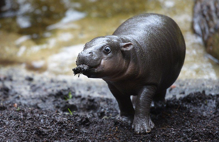 hipopótamo comiendo tierra