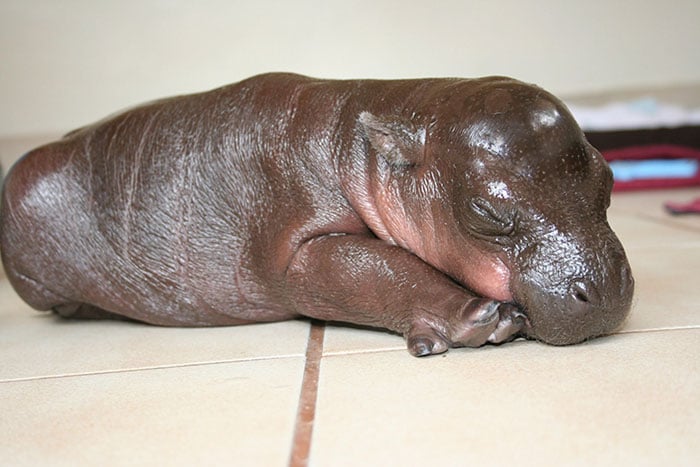 hipopótamo dormido