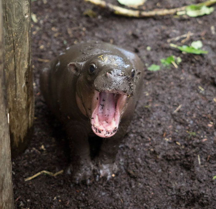 hipopótamo gritando