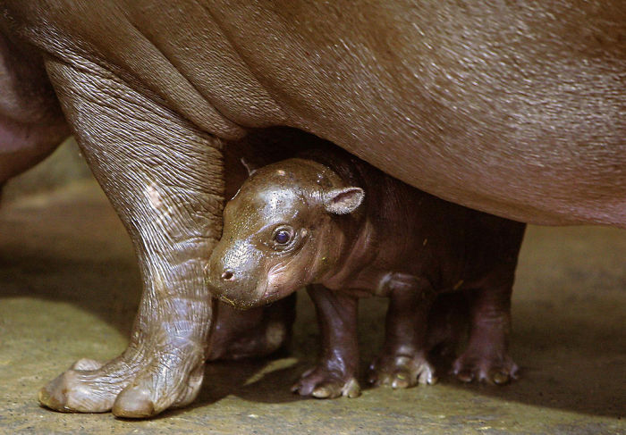 hipopótamo bebé