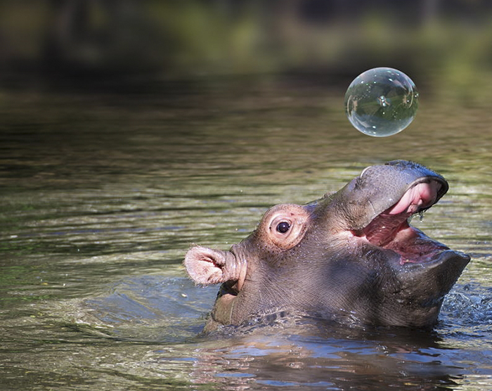 hipopótamo burbujas
