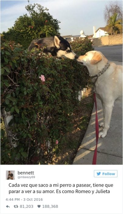 perro visita a su amada