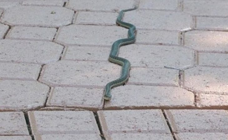 serpiente va por la línea 