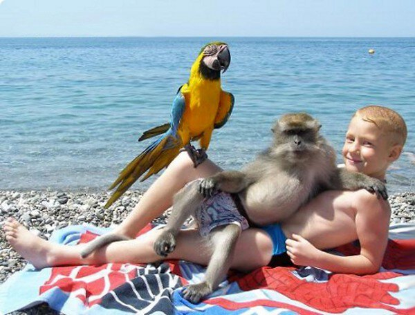 niño en la playa con cacatúa y mono 