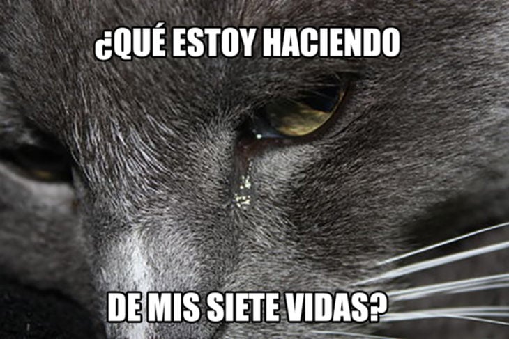 gato triste