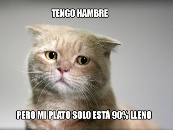 gato hambre