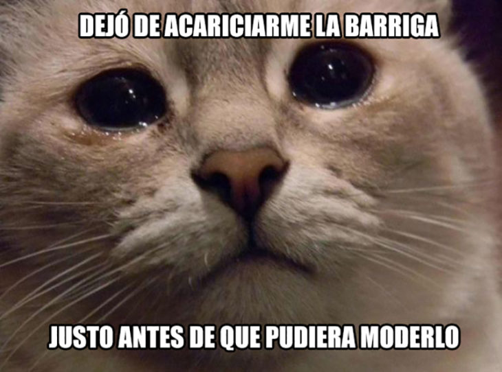 gato triste morder dueño