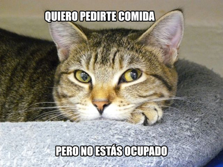 gato pedir comida 