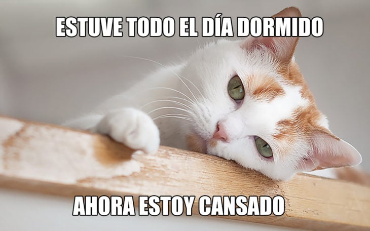 gato cansado dormir todo el día