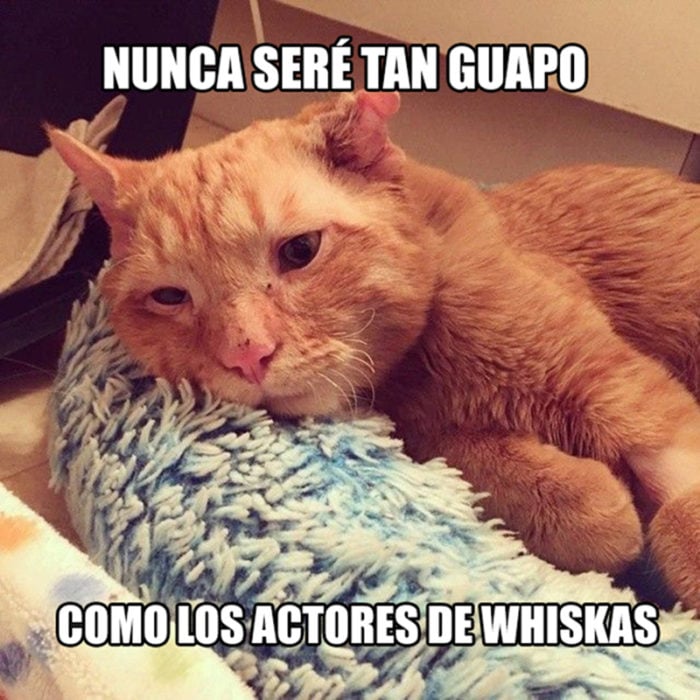 gato no guapo whiskas problemas