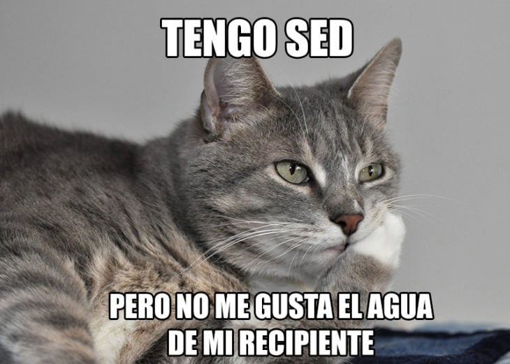 gato sed problemas