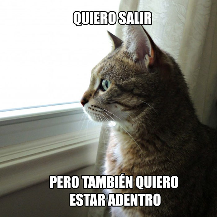 gato ir afuera