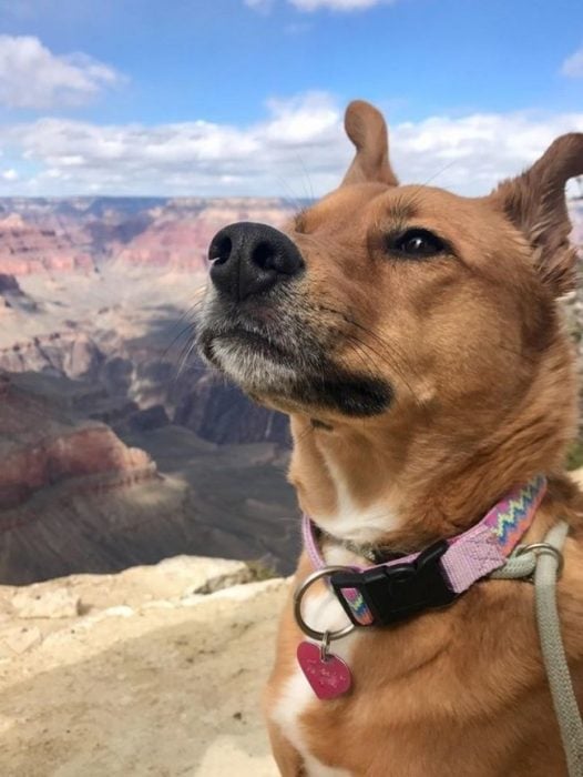 perro con cara pensativa retratado en un bello paisaje